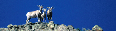 Bighorn Sheep, NPS Photo by Lisa Lynch