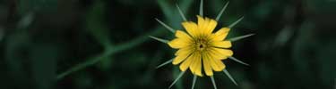 Salsify, Photo by Lisa Lynch