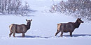 Elk Elk