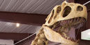 Picture of dinosaur skull. Picture of dinosaur skull.