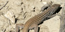 Picture of lizard resting on a rock. Picture of lizard resting on a rock.