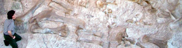 Paleontologist squatting next to dinosaur bones on cliff.