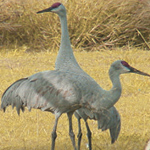 Sandhill Cranes