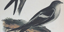 Image of White-throated Swift Image of White-throated Swift