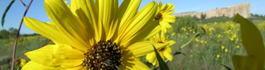 Image of sunflowers and El Morro