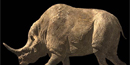 illustration of rhinocerous-like mammal illustration of rhinocerous-like mammal