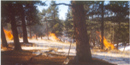 Photo of burning piles in the snow near the boundary of Florissant Fossil Beds Photo of burning piles in the snow near the boundary of Florissant Fossil Beds