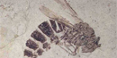 fossil of wasp fossil of wasp
