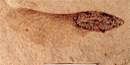 Picture of fossil maple seed Picture of fossil maple seed