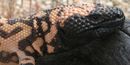Gila Monster Gila Monster