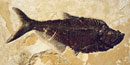 Diplomystus dentatus, NPS photo of Fossil Country Museum specimen Diplomystus dentatus, NPS photo of Fossil Country Museum specimen