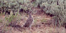 young sage grouse young sage grouse