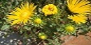 Flower pic for DYK Flower pic for DYK