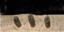 Cliff Dwelling Vigas Cliff Dwelling Vigas