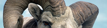 Bighorn sheep