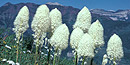Beargrass Beargrass