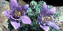 Jones Columbine Jones Columbine