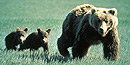 Grizzly bears Grizzly bears