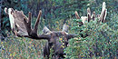 Bull moose Bull moose