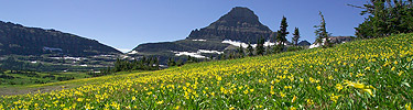 Glacier lilies at Logan Pass