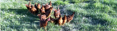 Chickens in the chicken coop.