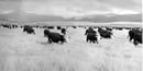 Historic image of cattle drive. Historic image of cattle drive.