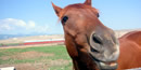 Fox one of the ranches saddle horses. Fox one of the ranches saddle horses.