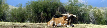 One of the ranch longhorns laying in the afternoon sun.