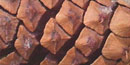 Close-up of a lodgepole pine cone Close-up of a lodgepole pine cone