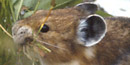 Pika with a mouth full of grass Pika with a mouth full of grass