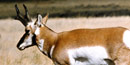 Pronghorn Pronghorn