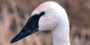 Close-up of trumpeter swan head Close-up of trumpeter swan head