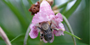 Flowers of the desert willow are perfectly formed for the fat, rounded bodies of bees. Flowers of the desert willow are perfectly formed for the fat, rounded bodies of bees.
