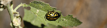 Even the tiniest of nature's creatures are true works of art.