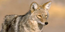 Desert coyotes are fairly common in the park Desert coyotes are fairly common in the park