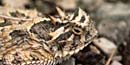 Texas Horned Lizard Texas Horned Lizard