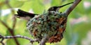 Nesting Hummingbird Nesting Hummingbird