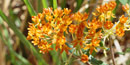 Butterflyweed attracts many species of butterflies with its bright orange flowers and sugary nectar. Butterflyweed attracts many species of butterflies with its bright orange flowers and sugary nectar.