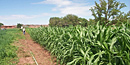 Agriculture at Hubbell Trading Post NHS. Agriculture at Hubbell Trading Post NHS.