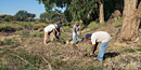Clearing the Pueblo Colorado Wash riparian zone at Hubbell Trading Post NHS. Clearing the Pueblo Colorado Wash riparian zone at Hubbell Trading Post NHS.