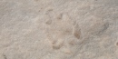petroglyph petroglyph