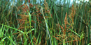 Johnson Grass Johnson Grass