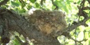 Hummingbird nest at MOWE Hummingbird nest at MOWE