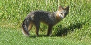 Gray Fox Gray Fox