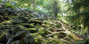 Laurel Hill descent near Mt. Hood Oregon Laurel Hill descent near Mt. Hood Oregon