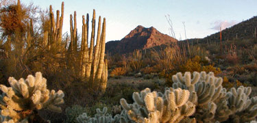 sunrise light on cholla cactus