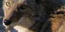 Coyote Coyote
