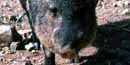 Javelinas are not pigs Javelinas are not pigs