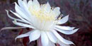 Night Blooming Cereus Cactus