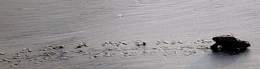 A hatchling leaves tracks in the sand as he heads for its first encounter with the sea.